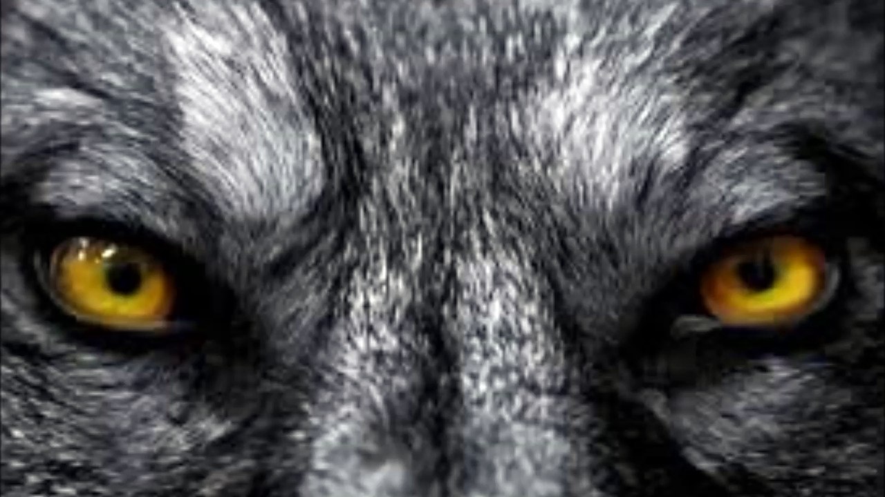 Birch Book - Werewolf's Eyes