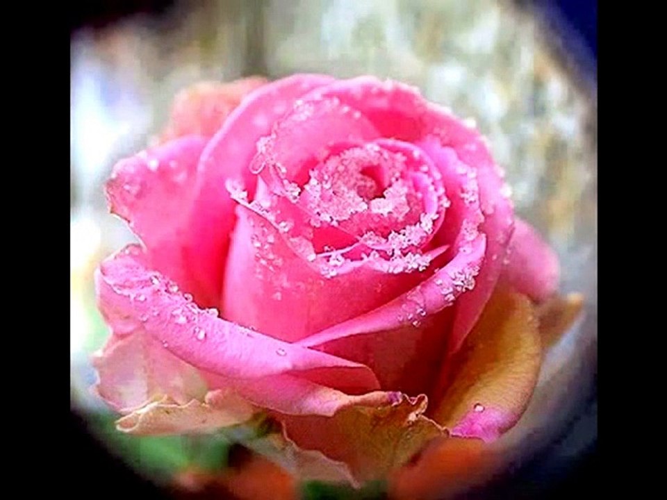 Sláger Tibó - Amikor a rózsák