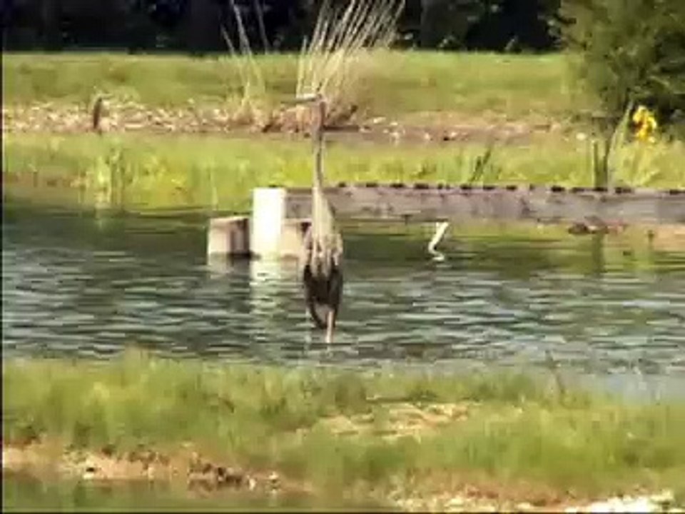 Great Blue Heron Eats Bluegill