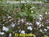 planta de algodon caracteristicas