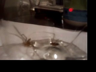 ARAÑA DE RINCON VS ARAÑA TIGRE