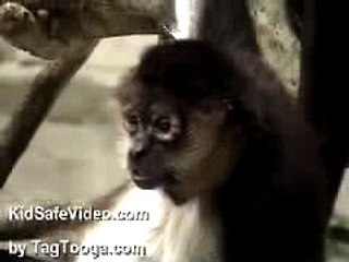 Cute White-Bellied Monkey (by TagTooga.com)