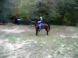 Speed Racking mare 