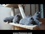 LilaMoore - British Shorthair Kittens - 7 weeks