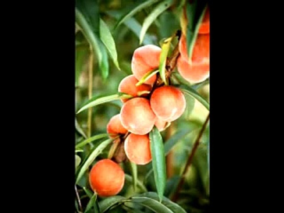 Phish - Peaches en Regalia 1989