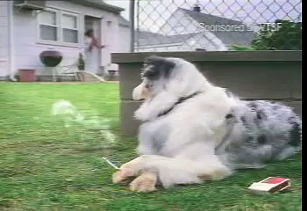 Dog smoking a cigarette