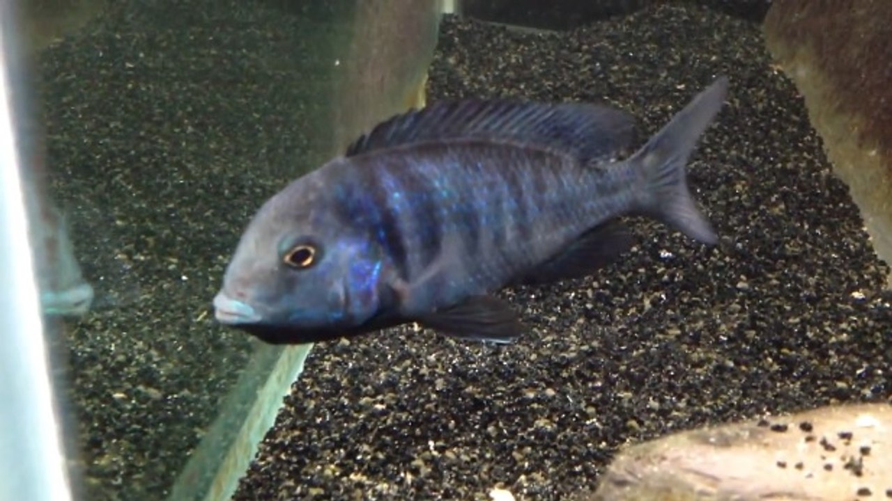 Ciklet Balığı (Cichlid)