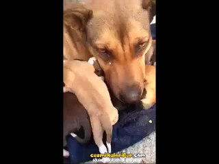 Yavruları İle Birlikte Kurtarılan Sahipsiz Köpeğin Gözyaşları