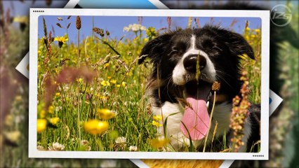 Стили  ProShow Producer - Photo Frames