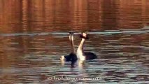 Great Crested Grebes courtship display and weed dance compilation