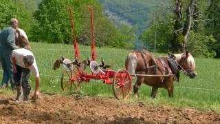 8ème journée technique maraichage en Traction Animale Hippotese