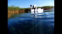 SWANS Feeding, UNDERWATER Video, Lake Ohrid, Macedonia