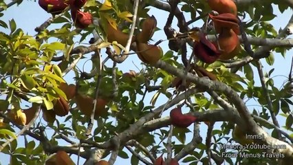 Sterculia foetida - Beautiful Trees in Nature