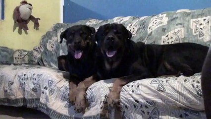Rottweiler: Blackys and Dessa vs Sound effect cats