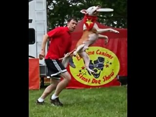 Wallace The Pitbull Your Legacy Lives on Forever  RIP Angel  Courtesy of Save A Pitbull Productions