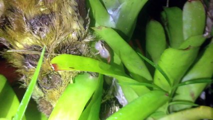 Coqui de Puerto Rico