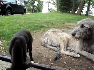 Joey Meets The Wolfhounds