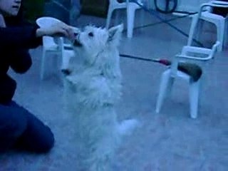 Buzz saut dehors