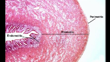 Anatomía del Sistema Reproductor Femenino y Masculino en animales domésticos