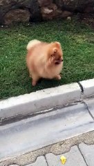 YEDİ AYLIK AAA+ FCI SCRLİ POMERANİAN YAVRUSU