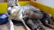 Lupo cecoslovacco allatta 6 cuccioli, allevamento amatoriale Lupi del Montale