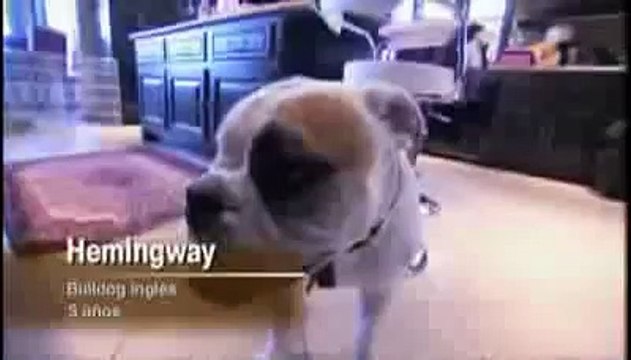 El Encantador De Perros (Bulldogs y Rock & Roll)(5ªTemporada)(1 De 3)