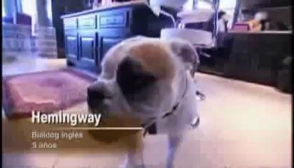 El Encantador De Perros (Bulldogs y Rock & Roll)(5ªTemporada)(1 De 3)