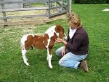 CHEVAL MINIATURE FAIT DES GROS CÂLINS RANCH BBSM