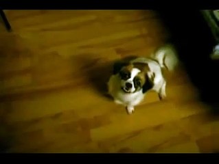 A man shot a dog to die(five shot)