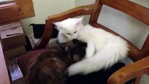White maine coon and Tortie maine coon play fighting