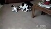 Kitty Wrestles and Dalmatian Shake, Rattle and Roll- PetTube