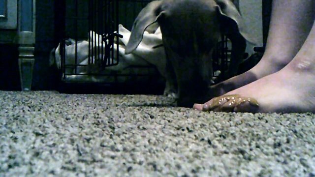 Dog Licks My Feet (Covered in Peanut-Butter)