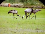 Three Crane (Grus grus) in the Delta Po - Cà Mello -