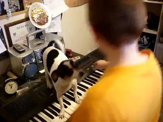 Chihuahua plays piano and sings
