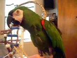 Toby, Severe Macaw, talking.