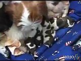 Adorable newborn Shih Tzu puppies and their mother being cute!!