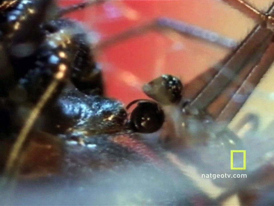 Black Widow Sex