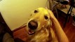 Petting Sweet Golden Retriever Dog Close Up With Wide Angle Lens - SJCam SJ4000 Action Camera