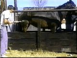 RDVideo - Marchiatura di un cavallo al rallenty