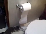 Kittens discover toilet paper
