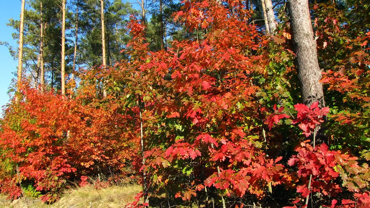 Cztery pory roku - Muzyka lasu
