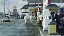 A Homeless Polar Bear - Strange new ad by Greenpeace