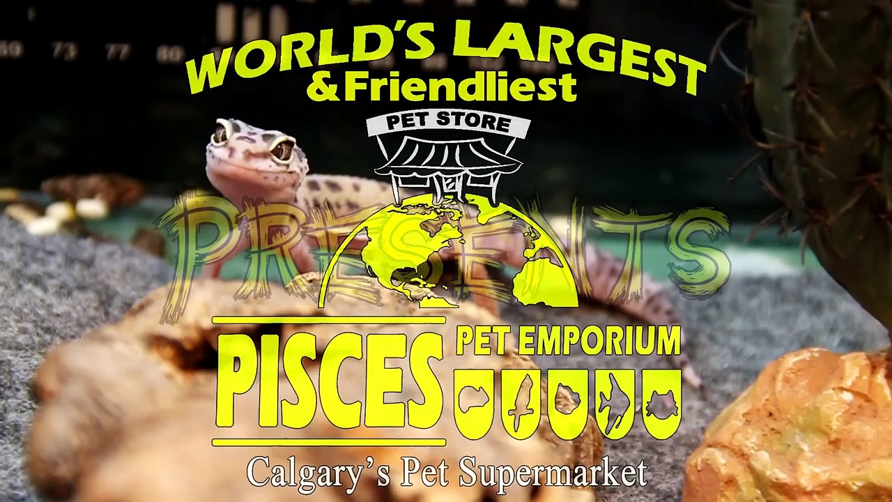 Basic Leopard Gecko Setup & Care