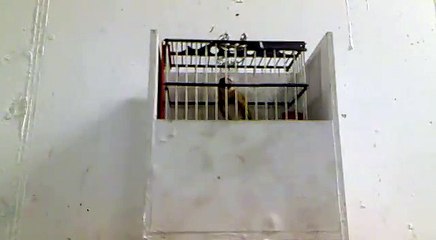 jilguero el basico de paco gil.mp4