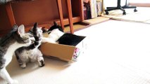 箱ネコの刺客 - Brutal Box Cat -