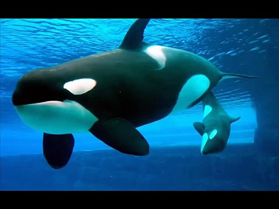 Les orques (killers whales)