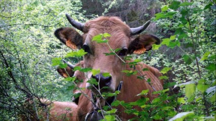 massif des bauges 23 mai 2015