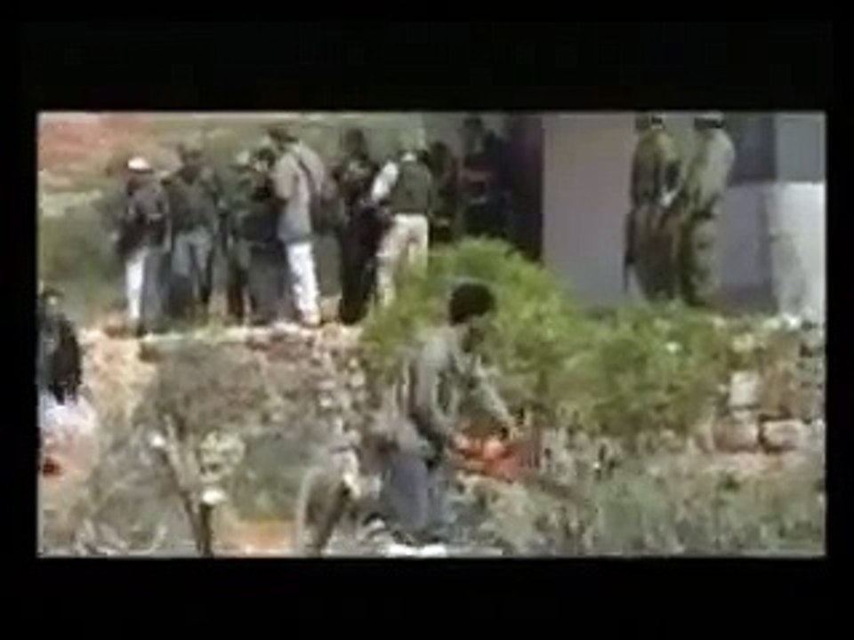 Palestine olive tree
