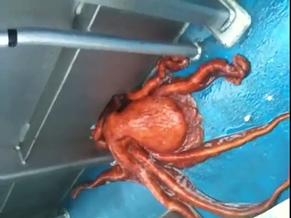 Must Watch- Octopus Escaping Trick