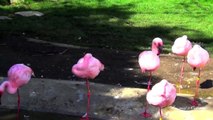 Very Beautiful Pink Birds - Lesser Flamingos, one of the most beautiful birds in the world
